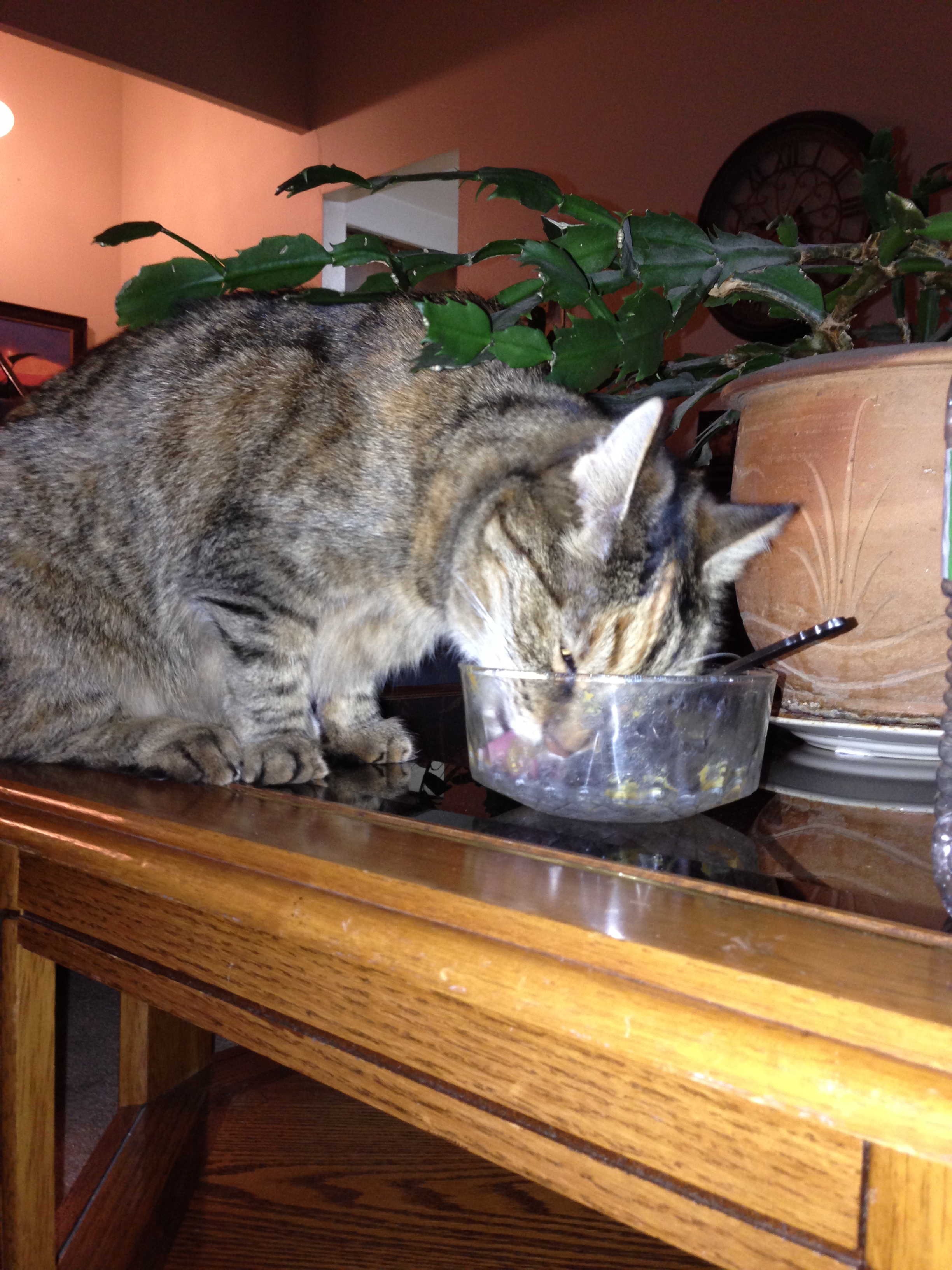 Ice cream was Nabisco's favorite food...we always made sure to let her lick our bowls. 