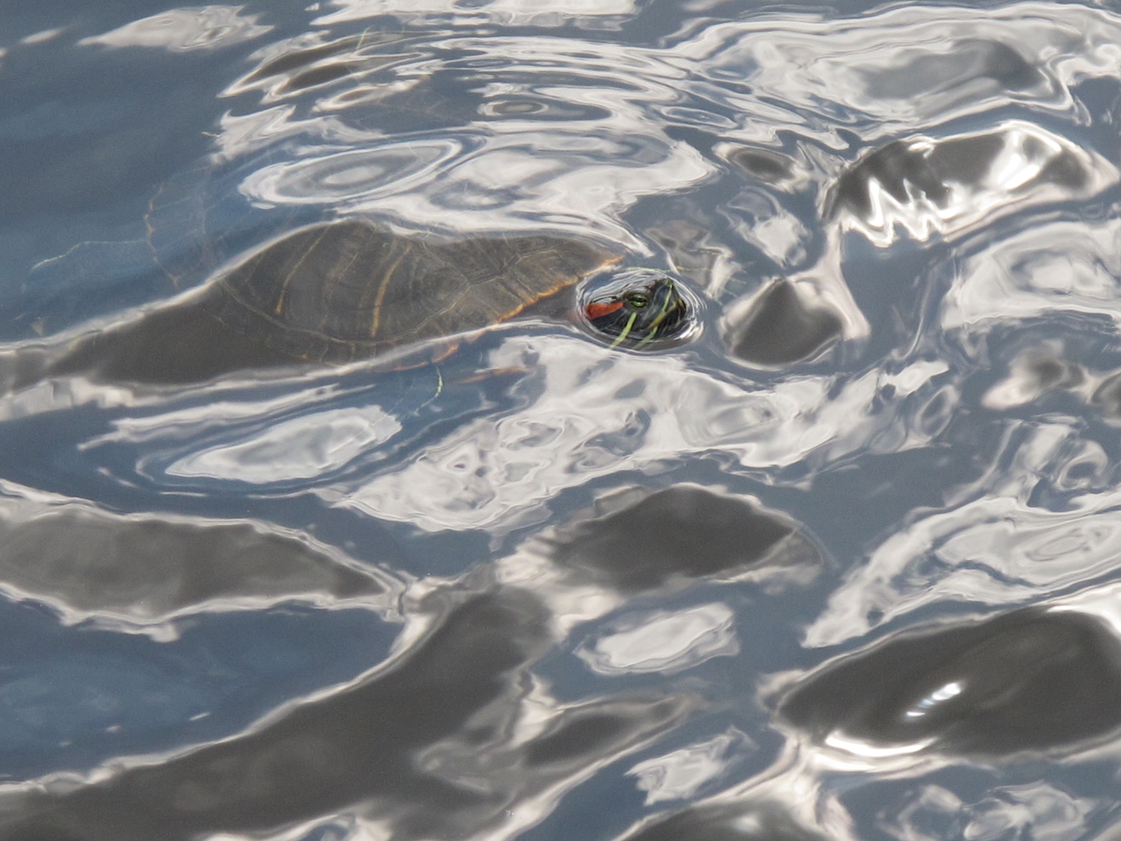I took this photo of one of the turtles in the Wall Pond at CCU this afternoon.