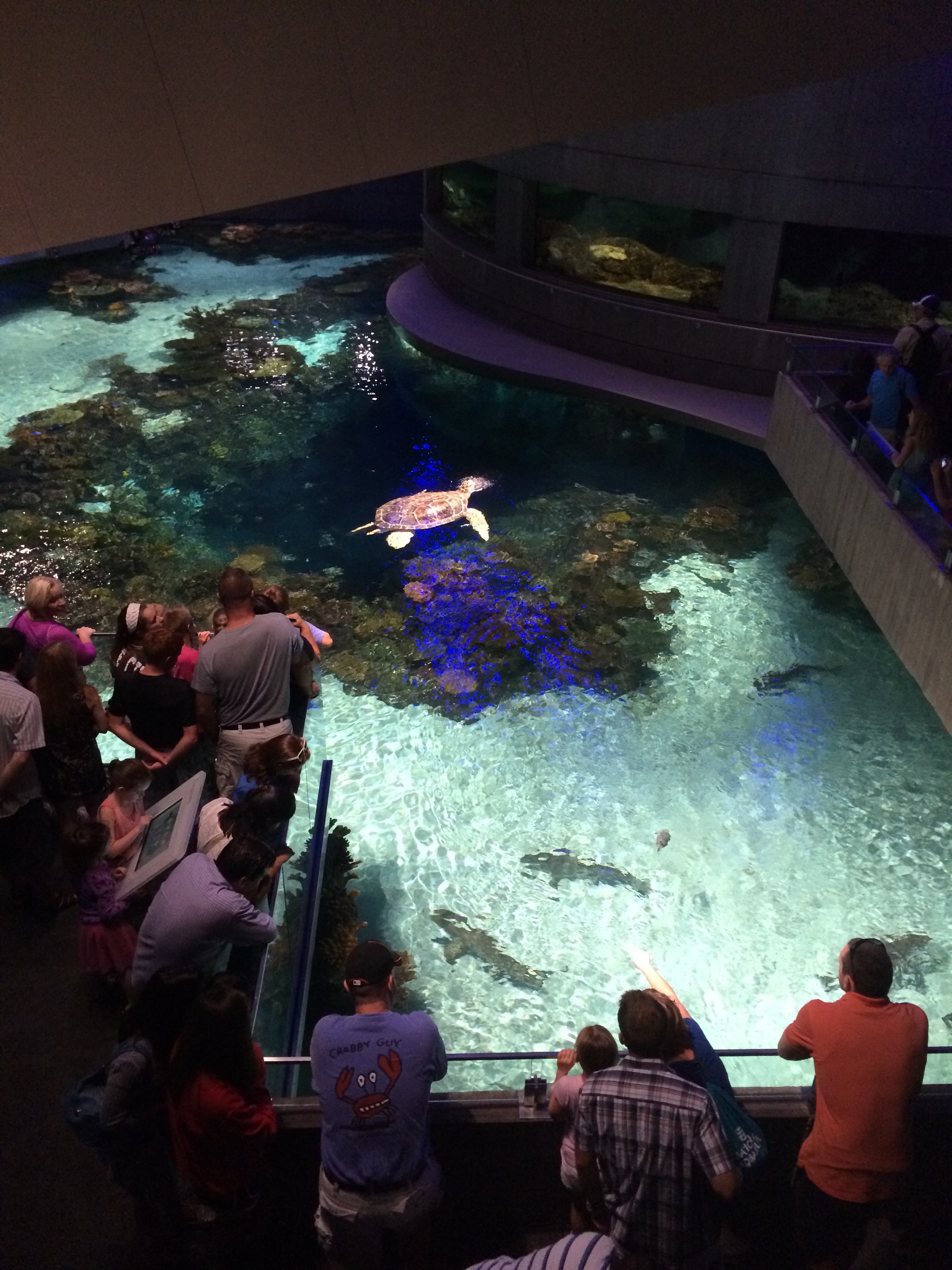 This was the main tank that the National Aquarium is designed around.