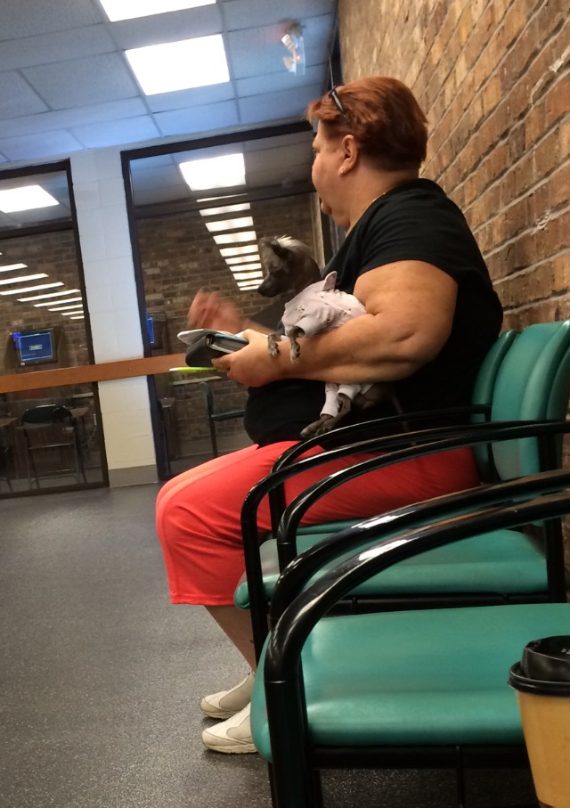 Today a lady decided to bring her dog inside the DMV. I guess he was getting his driver's license?