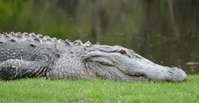 This is a photo of an alligator at the Witch Club Golf Course in Myrtle Beach (photo courtesy of the Sun News).